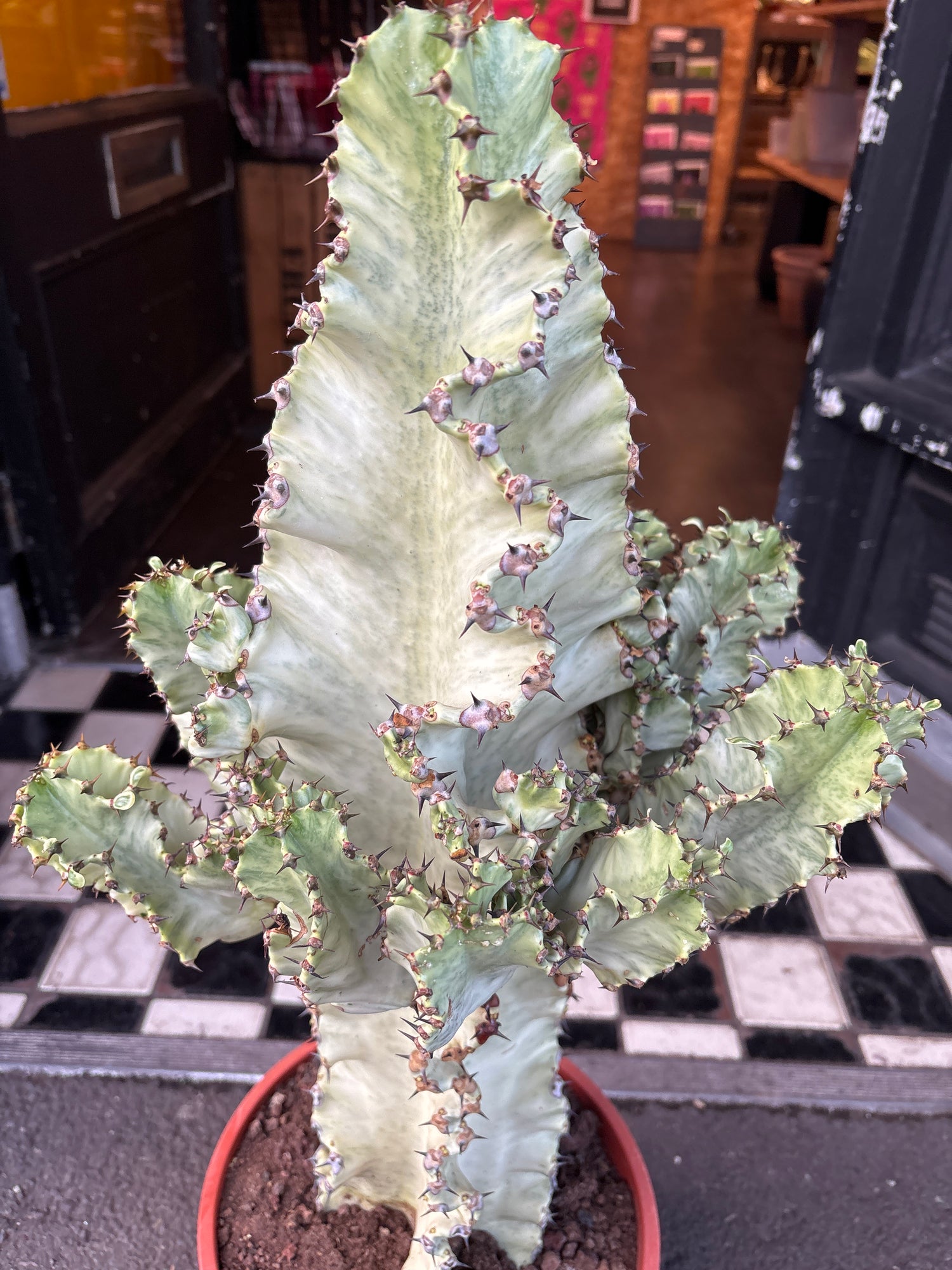 A Euphorbia Ingens Marmorata plant in front of Urban Tropicana&