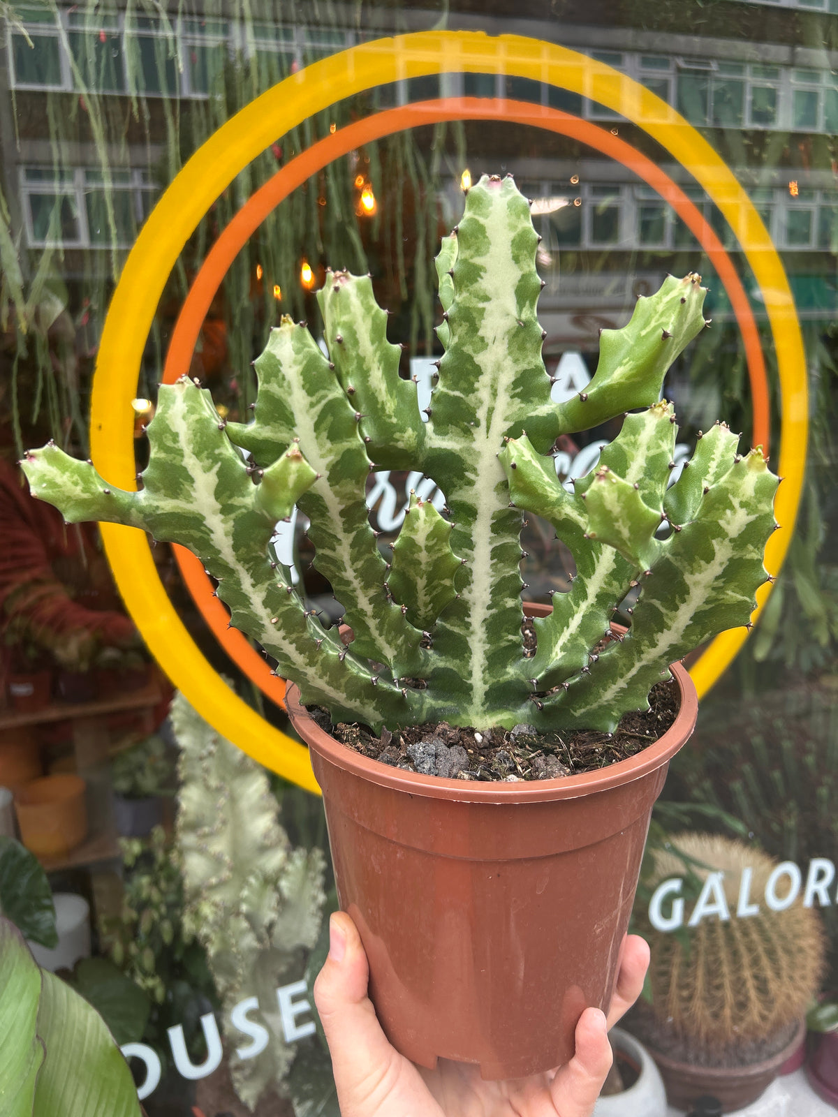 A Euphorbia Lactea cactus in front of Urban Tropicana’s plant shop in Chiswick London 