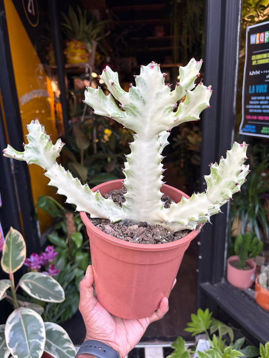 A Euphorbia Lactea White Ghost plant in front of Urban Tropicana’s Plant Shop in Chiswick London