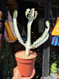 A Euphorbia Lactea White Ghost plant in front of Urban Tropicana’s plant shop in Chiswick, London