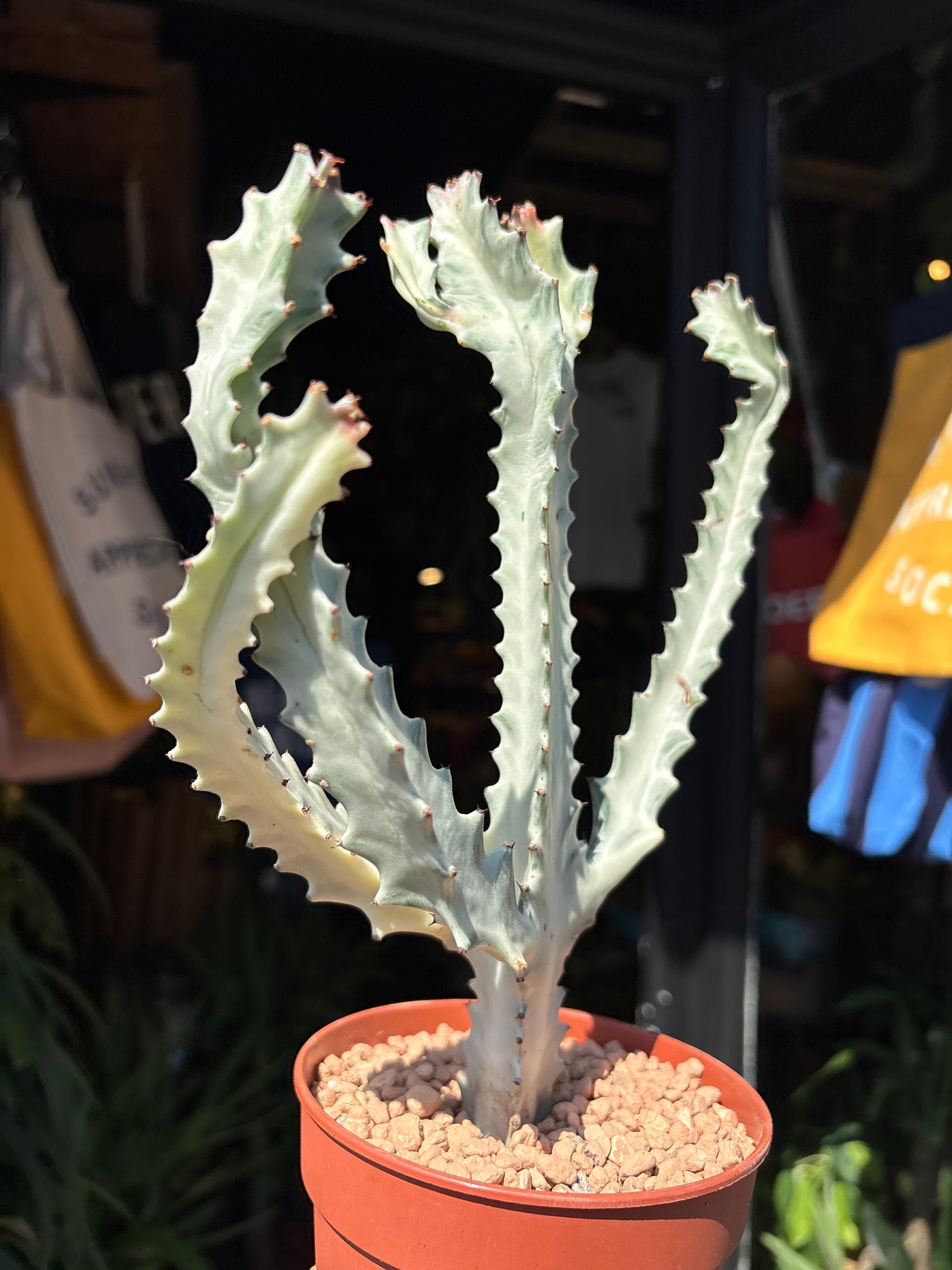 A Euphorbia Lactea White Ghost plant in front of Urban Tropicana’s plant shop in Chiswick, London