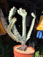 A Euphorbia Lactea White Ghost plant in front of Urban Tropicana’s plant shop in Chiswick, London