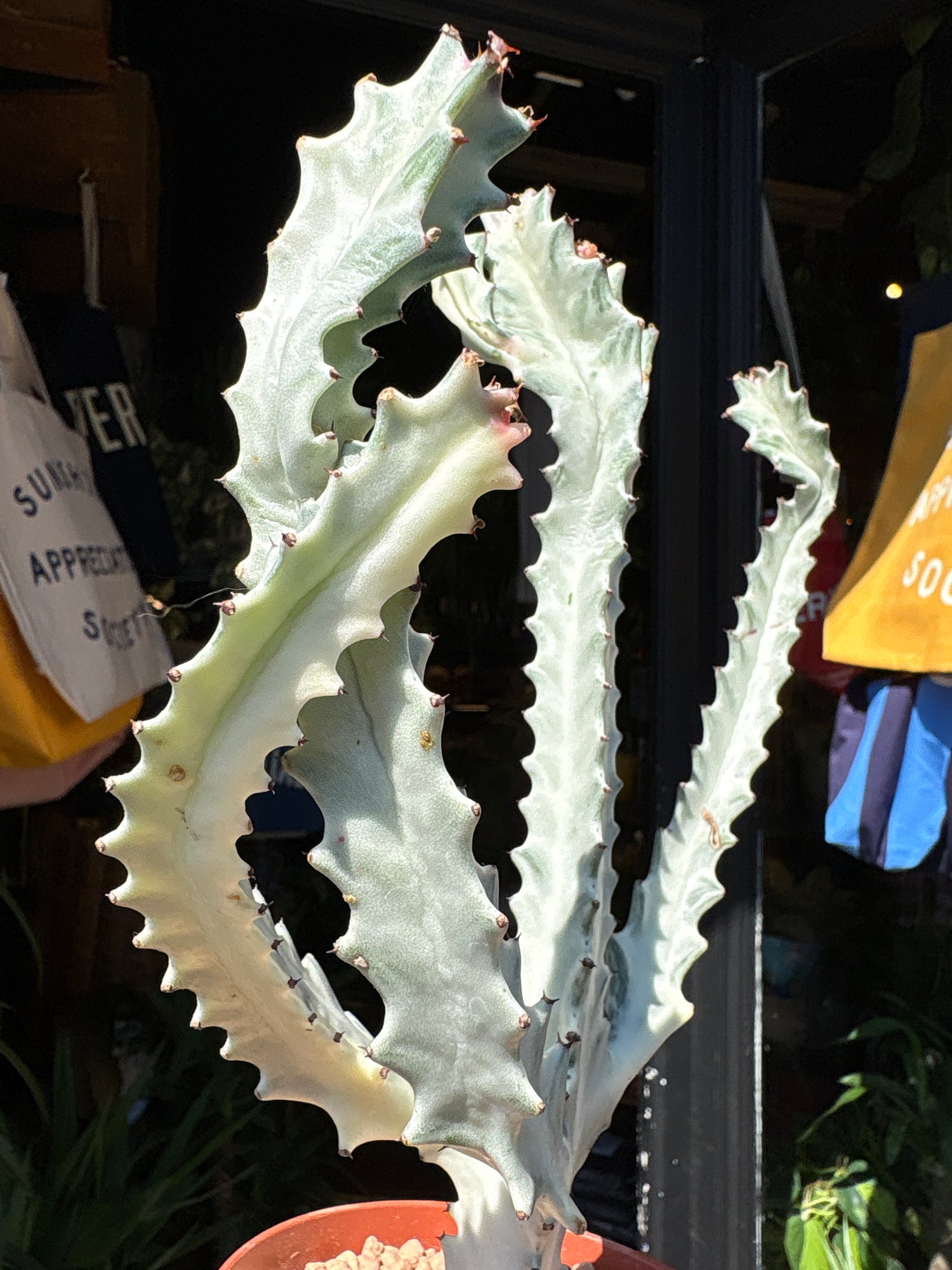 A Euphorbia Lactea White Ghost plant in front of Urban Tropicana’s plant shop in Chiswick, London