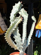 A Euphorbia Lactea White Ghost plant in front of Urban Tropicana’s plant shop in Chiswick, London