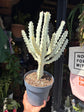 A Euphorbia Lactea ‘White Ghost’ plant in front of Urban Tropicana’s plant shop in Chiswick, London