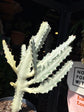 A Euphorbia Lactea ‘White Ghost’ plant in front of Urban Tropicana’s plant shop in Chiswick, London