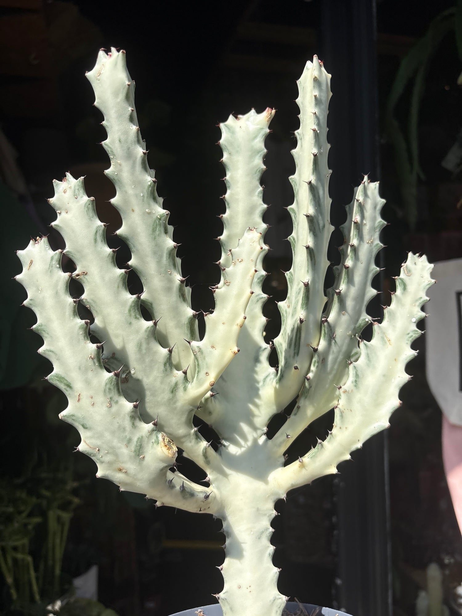 A Euphorbia Lactea ‘White Ghost’ plant in front of Urban Tropicana’s plant shop in Chiswick, London