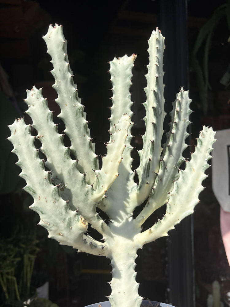 A Euphorbia Lactea ‘White Ghost’ plant in front of Urban Tropicana’s plant shop in Chiswick, London