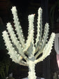 A Euphorbia Lactea ‘White Ghost’ plant in front of Urban Tropicana’s plant shop in Chiswick, London