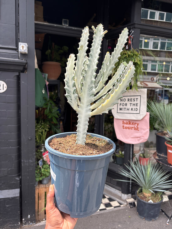 
A Euphorbia Lactea White Ghost plant in front of Urban Tropicana’s plant shop in Chiswick, London