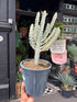 
A Euphorbia Lactea White Ghost plant in front of Urban Tropicana’s plant shop in Chiswick, London