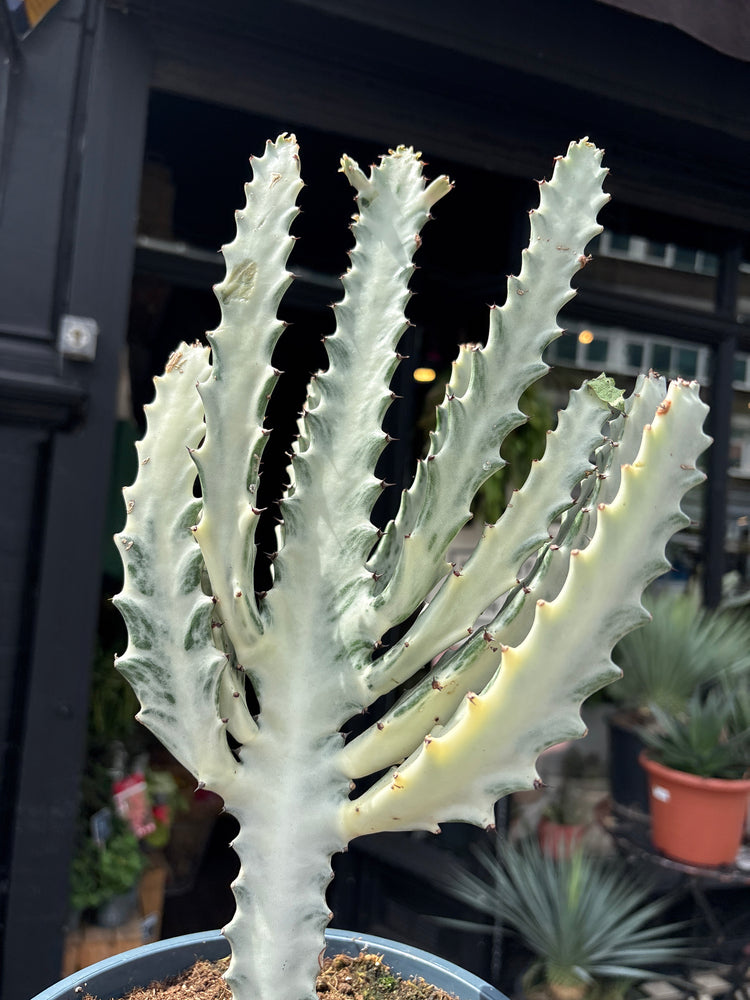 
A Euphorbia Lactea White Ghost plant in front of Urban Tropicana’s plant shop in Chiswick, London