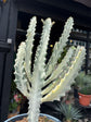 
A Euphorbia Lactea White Ghost plant in front of Urban Tropicana’s plant shop in Chiswick, London