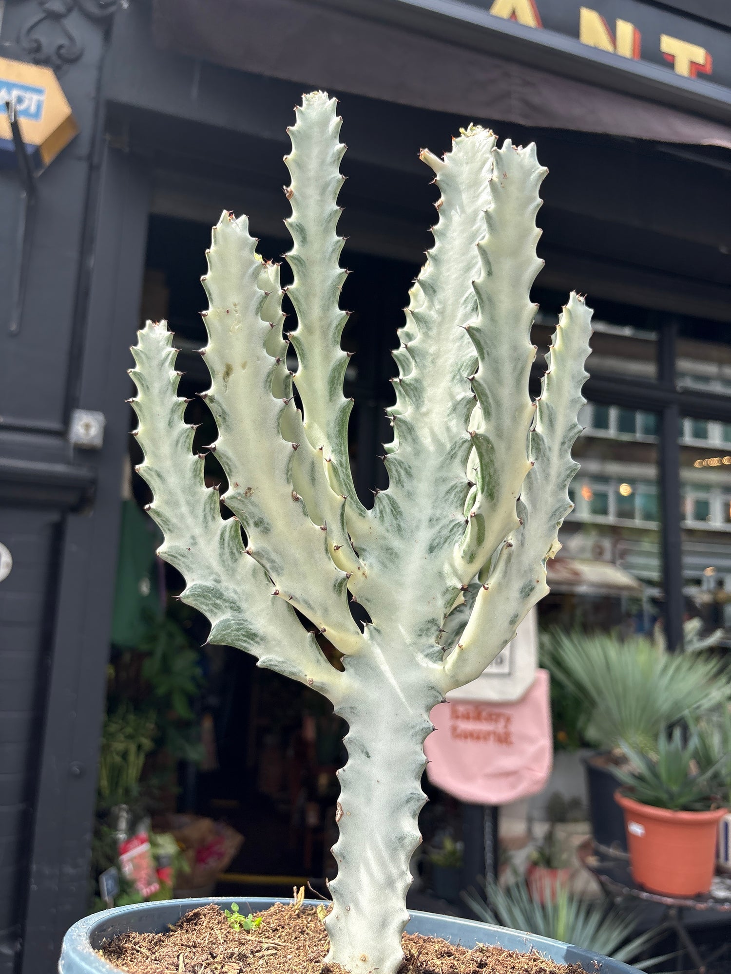 
A Euphorbia Lactea White Ghost plant in front of Urban Tropicana’s plant shop in Chiswick, London