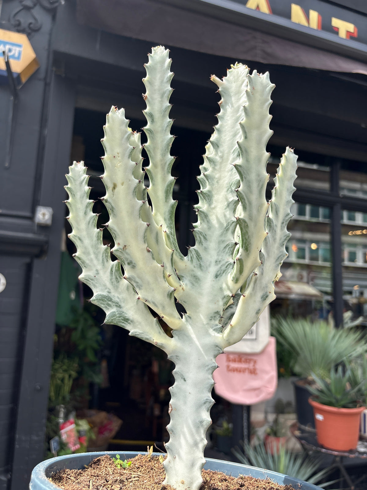 
A Euphorbia Lactea White Ghost plant in front of Urban Tropicana’s plant shop in Chiswick, London