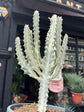 
A Euphorbia Lactea White Ghost plant in front of Urban Tropicana’s plant shop in Chiswick, London