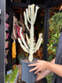 
A euphorbia lactea white ghost plant in front of Urban Tropicana’s plant shop in Chiswick, London