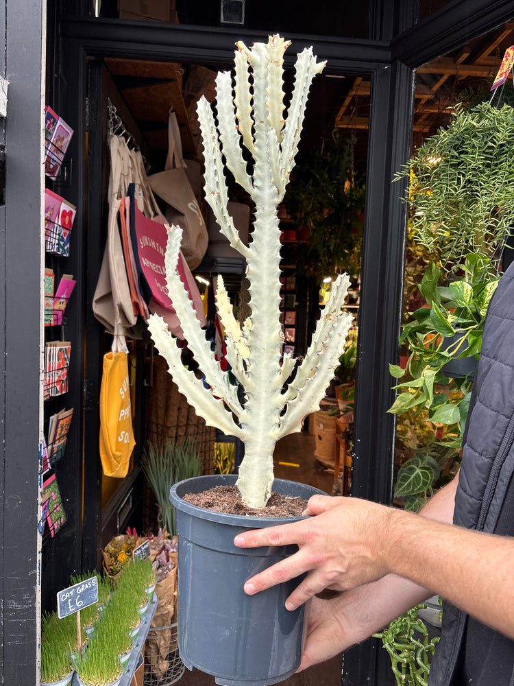 
A euphorbia lactea white ghost plant in front of Urban Tropicana’s plant shop in Chiswick, London