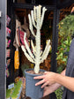 
A euphorbia lactea white ghost plant in front of Urban Tropicana’s plant shop in Chiswick, London