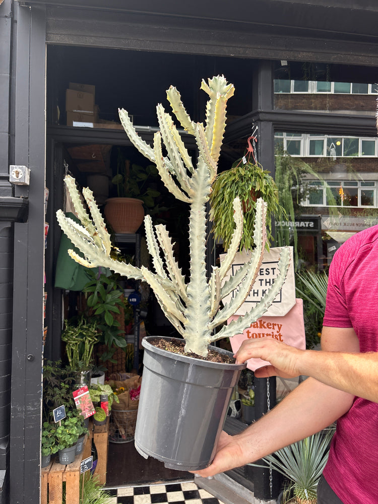 
A Euphorbia Lactea White Ghost plant in front of Urban Tropicana’s plant shop in Chiswick, London