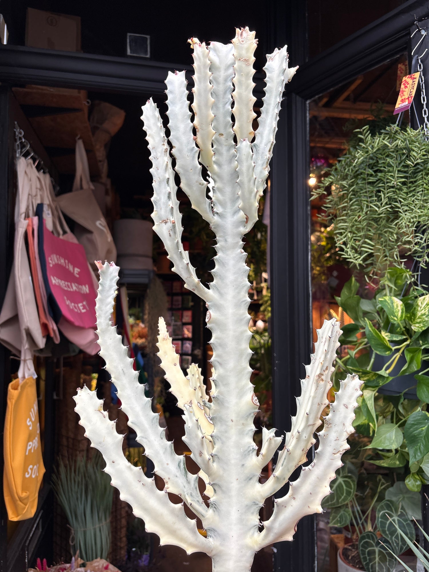 
A euphorbia lactea white ghost plant in front of Urban Tropicana’s plant shop in Chiswick, London