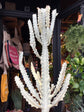 
A euphorbia lactea white ghost plant in front of Urban Tropicana’s plant shop in Chiswick, London