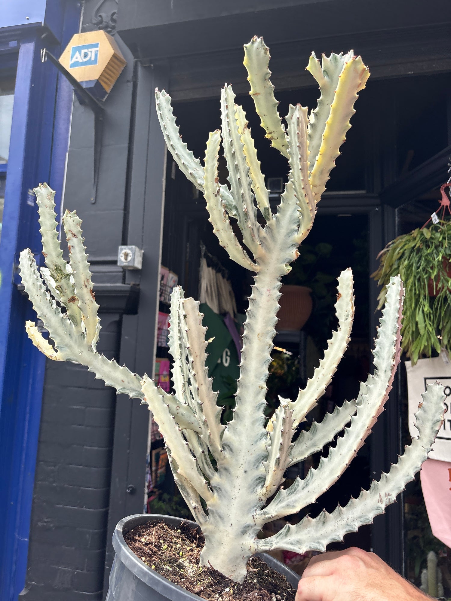 
A Euphorbia Lactea White Ghost plant in front of Urban Tropicana’s plant shop in Chiswick, London