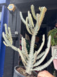 
A Euphorbia Lactea White Ghost plant in front of Urban Tropicana’s plant shop in Chiswick, London