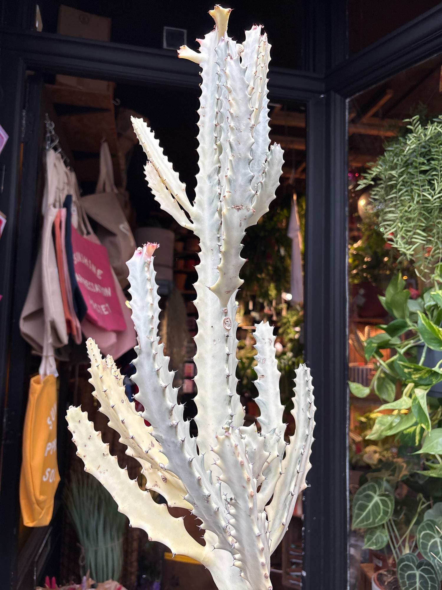 
A euphorbia lactea white ghost plant in front of Urban Tropicana’s plant shop in Chiswick, London