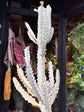 
A euphorbia lactea white ghost plant in front of Urban Tropicana’s plant shop in Chiswick, London