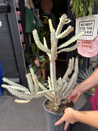 
A Euphorbia Lactea White Ghost plant in front of Urban Tropicana’s plant shop in Chiswick, London