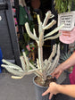 
A Euphorbia Lactea White Ghost plant in front of Urban Tropicana’s plant shop in Chiswick, London