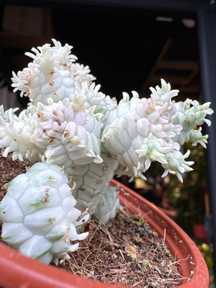 
A Euphorbia Mammillaris Variegata plant in front of Urban Tropicana’s plant shop in Chiswick, London