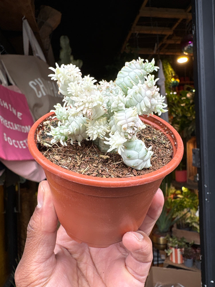 
A Euphorbia Mammillaris Variegata plant in front of Urban Tropicana’s plant shop in Chiswick, London