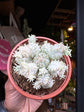 A Euphorbia Mammillaris Variegata plant in front of Urban Tropicana’s plant shop in Chiswick, London
