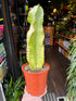 A Euphorbia Marmorata plant also known as Candelabra Tree Cactus in front of Urban Tropicana&