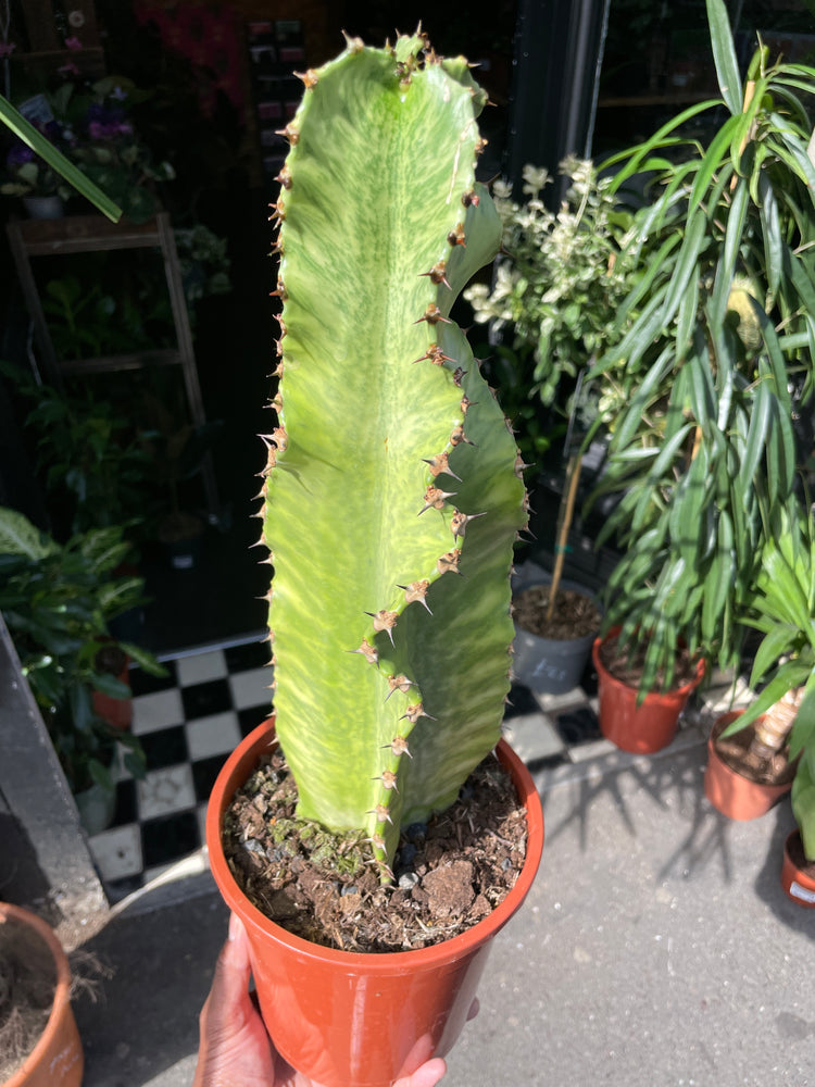 A Euphorbia Marmorata plant also known as Candelabra Tree Cactus in front of Urban Tropicana&