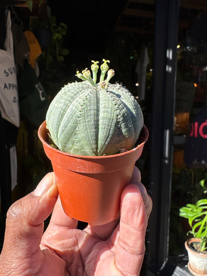 Euphorbia Obesa in a 5.5cm pot outside Urban Tropicana in Chiswick London