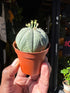 Euphorbia Obesa in a 5.5cm pot outside Urban Tropicana in Chiswick London