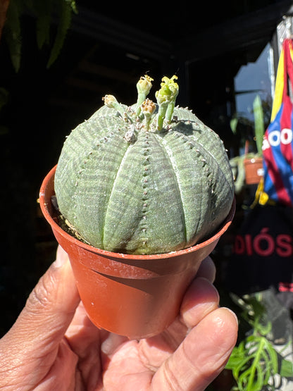 Euphorbia Obesa in a 5.5cm pot outside Urban Tropicana in Chiswick London