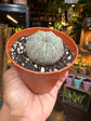 A Euphorbia Obesa plant in front of Urban Tropicana’s Plant Shop in Chiswick London
