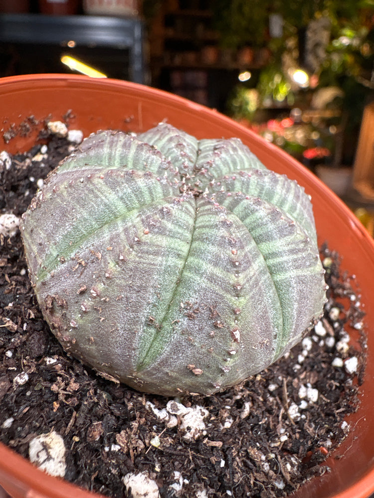 A Euphorbia Obesa plant in front of Urban Tropicana’s Plant Shop in Chiswick London