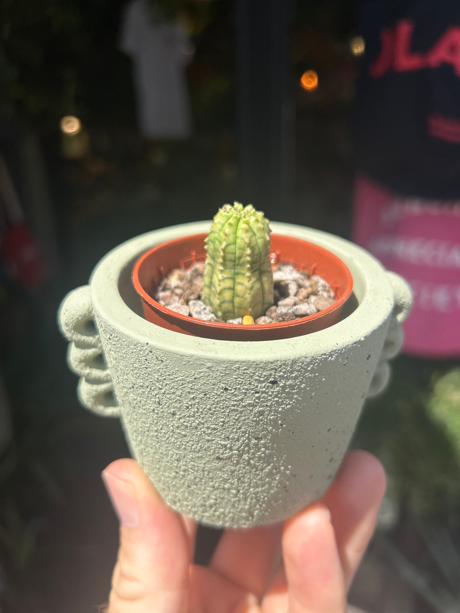 
A Euphorbia Obesa Variegata plant in front of Urban Tropicana’s plant shop in Chiswick, London