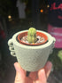 
A Euphorbia Obesa Variegata plant in front of Urban Tropicana’s plant shop in Chiswick, London