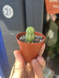 
A Euphorbia Obesa Variegata plant in front of Urban Tropicana’s plant shop in Chiswick, London