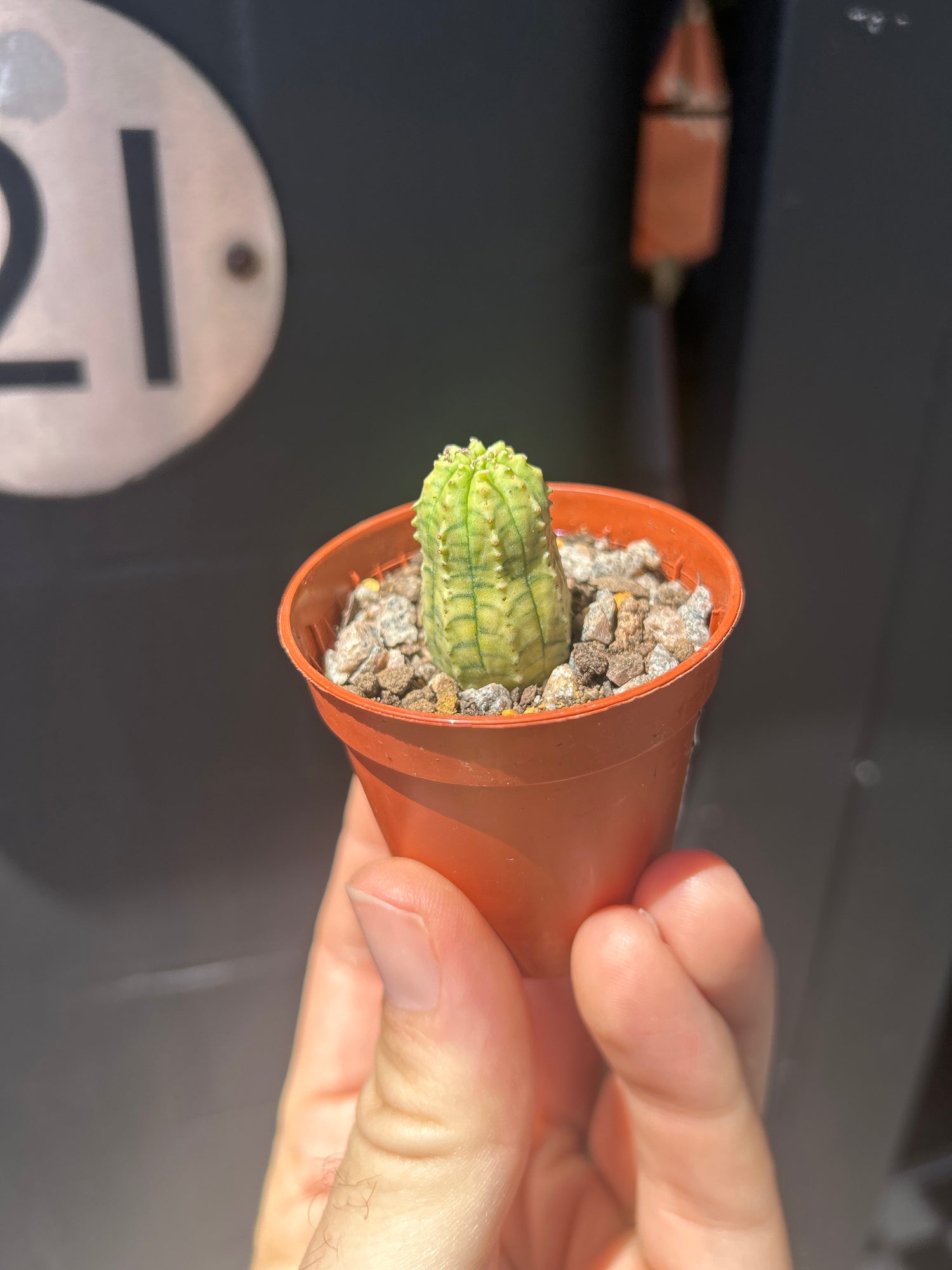 
A Euphorbia Obesa Variegata plant in front of Urban Tropicana’s plant shop in Chiswick, London