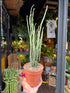 Euphorbia platyclada var. erecta succulent in 12cm pot outside Urban Tropicana plant shop in Chiswick, London