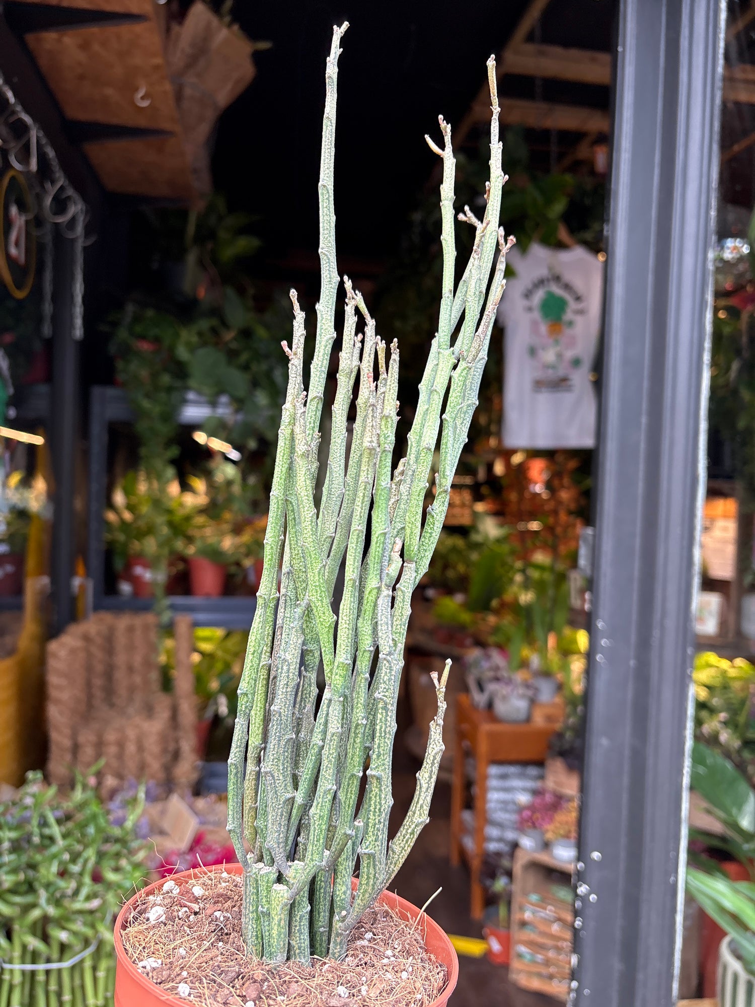 Euphorbia platyclada var. erecta succulent in 12cm pot outside Urban Tropicana plant shop in Chiswick, London