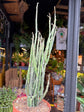 Euphorbia platyclada var. erecta succulent in 12cm pot outside Urban Tropicana plant shop in Chiswick, London