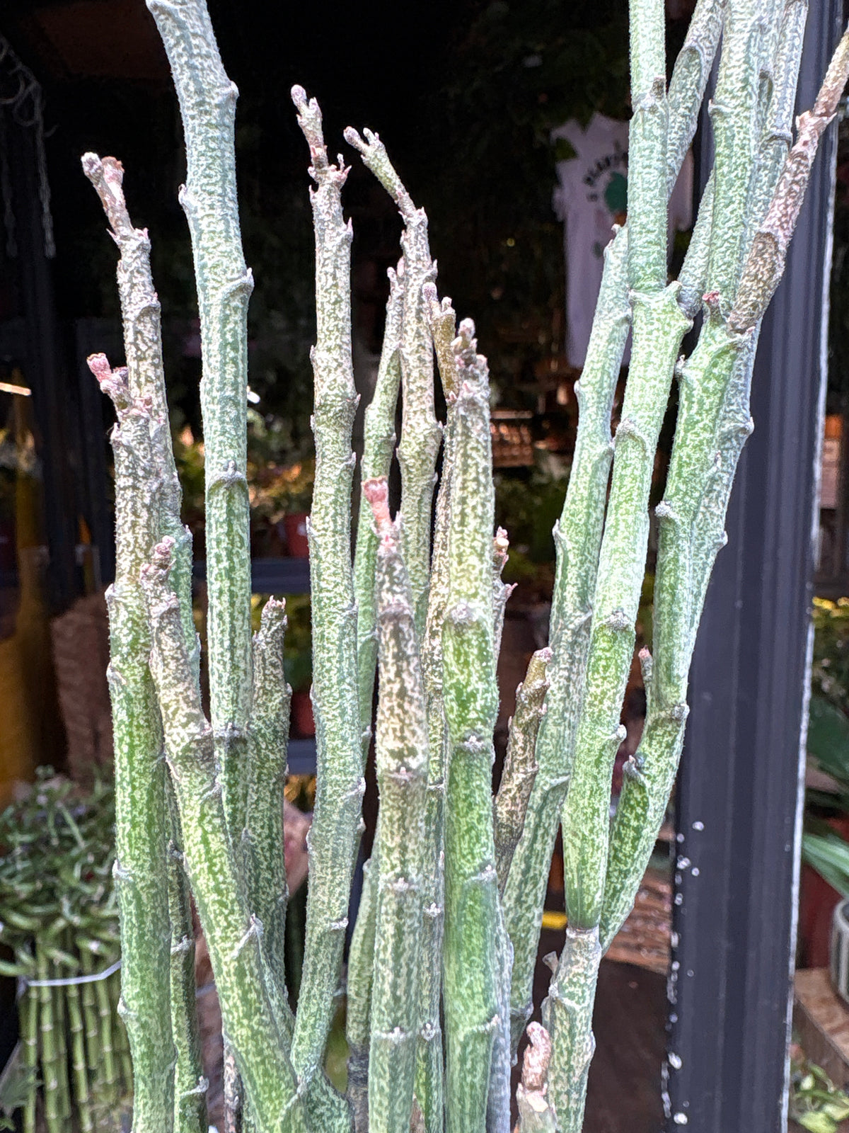 Euphorbia platyclada var. erecta succulent in 12cm pot outside Urban Tropicana plant shop in Chiswick, London
